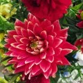 Hibiscus kert gondozása és tenyésztése, fotó és videó