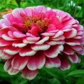 Hibiscus kert gondozása és tenyésztése, fotó és videó