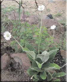 Gerbera (Gerbera)