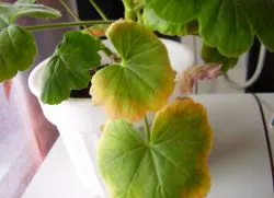 Geranium - száraz levelek - mi a teendő