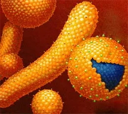 Hepatitis B és mi ez, és hogyan kerül továbbításra, a tünetek egy fertőző betegség, a diagnózis és a kezelés Botkin