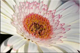 Gerbera (Gerbera)
