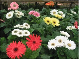 Gerbera (Gerbera)