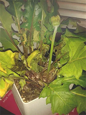 gerbera gerbera