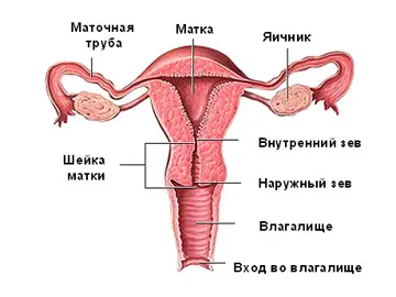 Nőgyógyászati ​​ultrahang 1