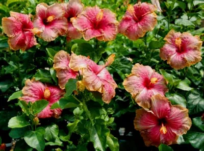 Hibiscus kert ültetés és gondozás a nyílt terepen, reprodukció (kert) Hibiscus kert ültetés és gondozás a nyílt terepen, reprodukció