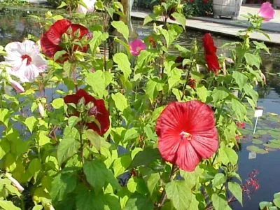 Hibiscus kert ültetés és gondozás a nyílt terepen, reprodukció (hibiszkusz kert) Hibiscus kert ültetés és gondozás a nyílt terepen, reprodukció