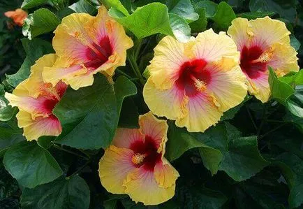 Hibiscus kert gondozása és tenyésztése, fotó és videó