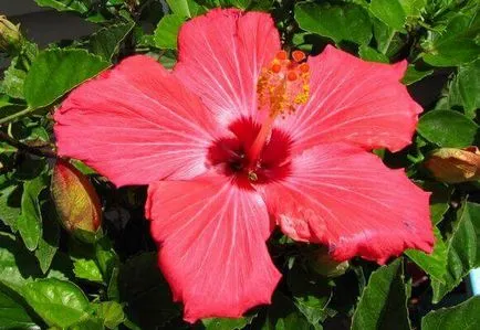Hibiscus kert gondozása és tenyésztése, fotó és videó