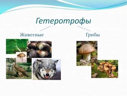Heterotróf - mutualism, parazitizmus, autotróf élőlények