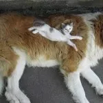 Котка и куче - заедно завинаги (28 снимки)