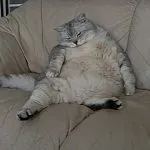 Cat бълвоч жълта течност, бяла пяна и не се яде нищо, имат диария, какво да правя и как да се лекува (течност) Cat бълвоч жълта течност, бяла пяна и не се яде нищо, имат диария, какво да правят и как да се отнасяме