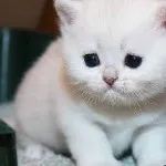 Cat бълвоч жълта течност, бяла пяна и не се яде нищо, имат диария, какво да правят и как да се отнасяме (са) Cat бълвоч жълта течност, бяла пяна и не се яде нищо, имат диария, какво да правят и как да се отнасяме