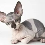 Sphynx котка мнения характер, цена, снимки, характеристики, отговори на често задавани въпроси, kotizm