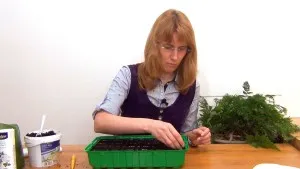 Kosmeya засаждане и грижи в открито поле, а името и снимката на сортове kosmeya