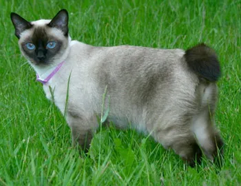 Котките без опашка и реверанс - Manx без опашка и реверанс реверанс (хоби) Котките без опашка и реверанс - Manx без опашка и реверанс реверанс