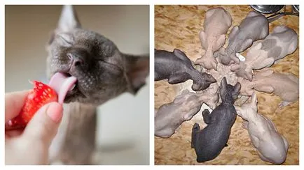 Sphynx котка - какво й характер и как да се бори
