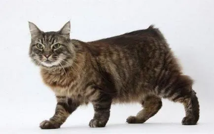 Котки елит описание видове, снимки