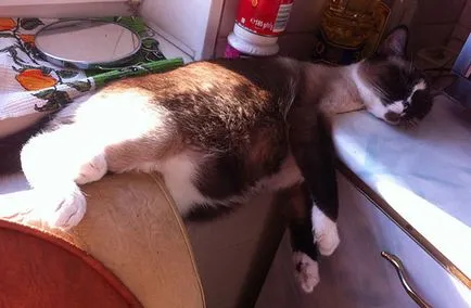 Котки, които спят в най-неочаквани места 20 снимки