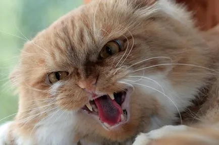 Cat след кастрацията стана агресивен и нападна какво да правя