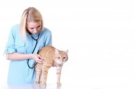 Cat след кастрацията стана агресивен и нападна какво да правя