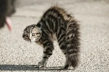 Cat след кастрацията стана агресивен и нападна какво да правя