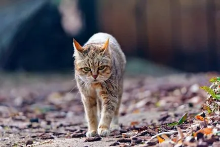 Самата котка влезе в дома, което означава, че
