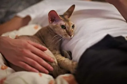Самата котка влезе в дома, което означава, че
