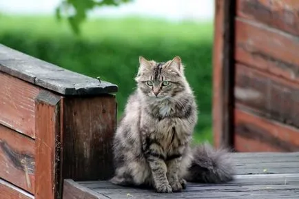 Котката дойде в знак на къщата и нейната интерпретация, ако някой друг вземе котка му