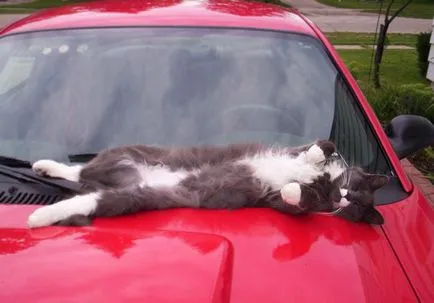 Котки, които спят в най-неочаквани места 20 снимки