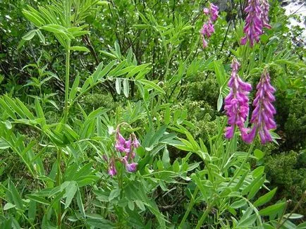 Red основните терапевтични свойства и противопоказания (Sweetvetch чай помага) Червената корен терапевтични свойства и противопоказания