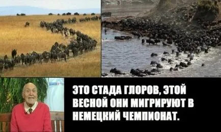 Кой е Глор определение glorihanter