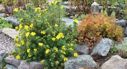 Cinquefoil храст грижи и отглеждане, как да се намали и да се възпроизвеждат