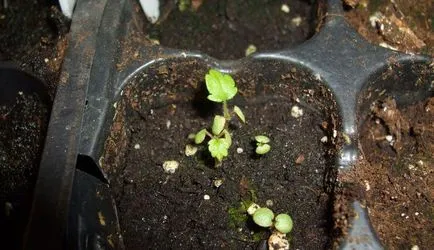 Cinquefoil храст грижи и отглеждане, как да се намали и да се възпроизвеждат