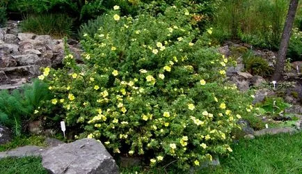 Cinquefoil храст грижи и отглеждане, как да се намали и да се възпроизвеждат