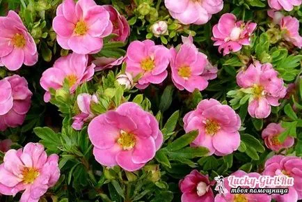 Potentilla Непал обработка на семена, особено грижи
