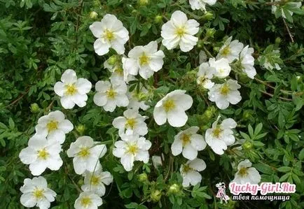 Potentilla Непал обработка на семена, особено грижи