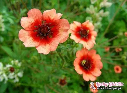 Potentilla Непал обработка на семена, особено грижи
