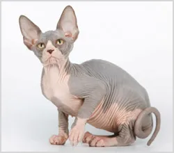 Hairless Cat (без козина котки) снимки, видео, както и името на породата на неокосмените котки