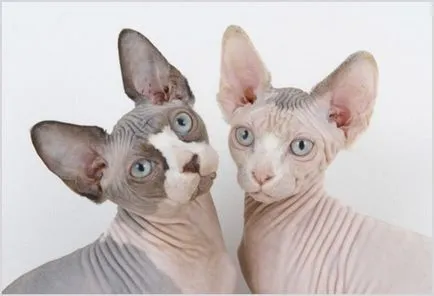 Hairless Cat (без козина котки) снимки, видео, както и името на породата на неокосмените котки