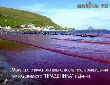 Хората, защо убиват делфини фестивал делфините убийства в Дания (делфини) Хората, защо убиват делфини фестивал делфините убийства в Дания