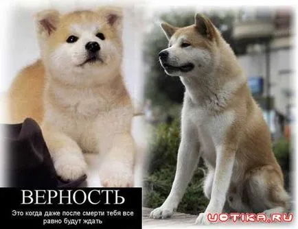Хората, защо убиват делфини делфини убийство фестивал в Дания (мъже) Хората, защо убиват делфини фестивал делфините убийства в Дания