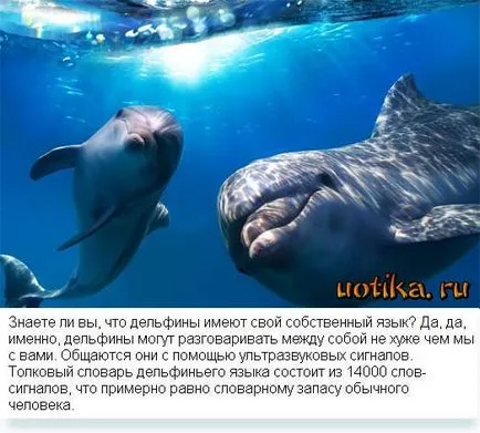 Хората, защо убиват делфини фестивал делфините убийства в Дания (делфини) Хората, защо убиват делфини фестивал делфините убийства в Дания