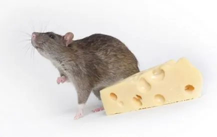 Mousetrap с ръцете си доказани методи за вземане на