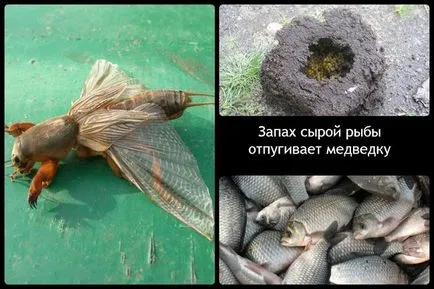 Мол - снимка и описание
