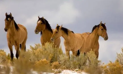 Mustang (див кон) - описание на това, което изглежда като, където живее снимка