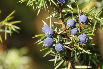 Juniper засаждане и грижи