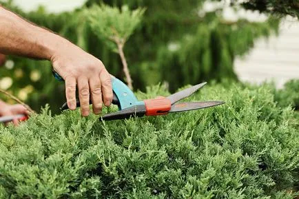 Juniper засаждане и грижи
