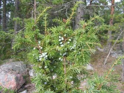 Juniper - засаждане и грижи за хвойна - полезните свойства на хвойна - плодове и зеленчукова градина -