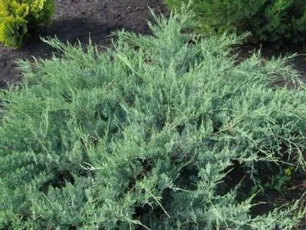 Juniper - засаждане и грижи за хвойна - полезните свойства на хвойна - плодове и зеленчукова градина -